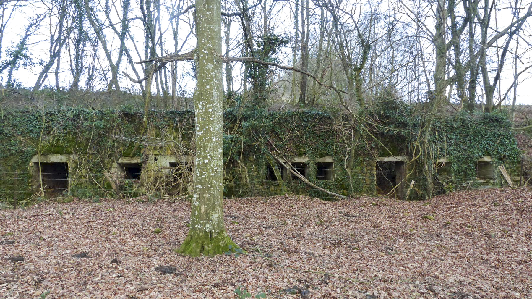 Ligne Maginot - BOIS DES ROCHES (3° DIC) - (PC) -  - David Harmand
