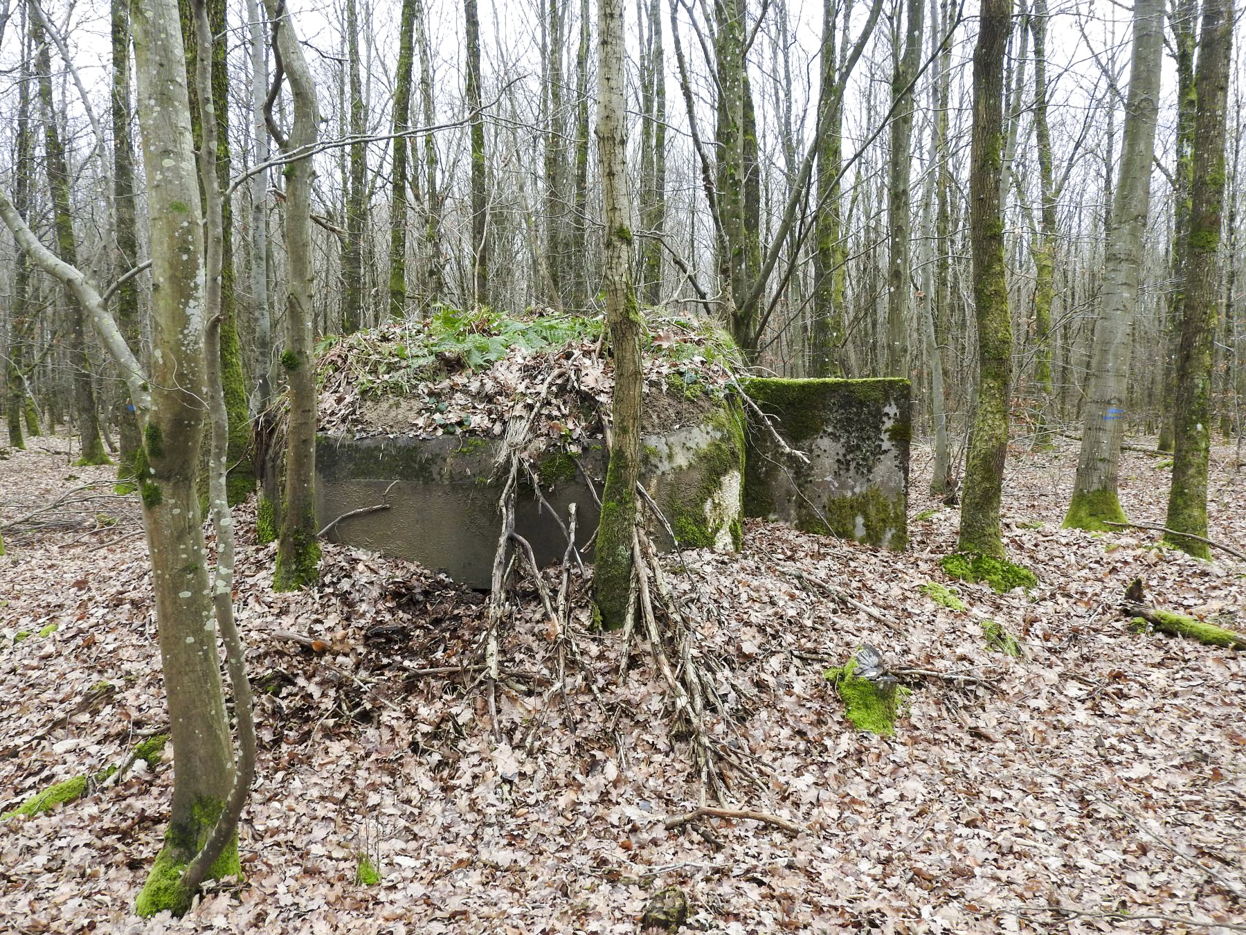 Ligne Maginot - SCHEIDWALD 9 - (Blockhaus pour arme infanterie) - La façade de tir, le créneau est remblayé. - STENGER Mathieu