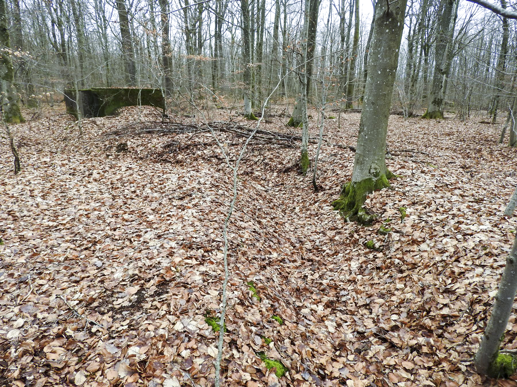 Ligne Maginot - SCHEIDWALD 7 - (Blockhaus pour arme infanterie) - La tranchée qui part du blockhaus 6 et vas vers le 7.  - STENGER Mathieu