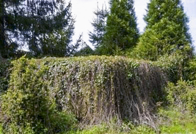 Ligne Maginot - WEIDESHEIM 4 - (Blockhaus pour arme infanterie) - Aspect général - Gérard Kuffler