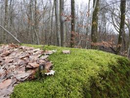 Ligne Maginot - SCHEIDWALD 10 - (Blockhaus pour arme infanterie) - Les crochets pour la fixation d'un filet de camouflage.