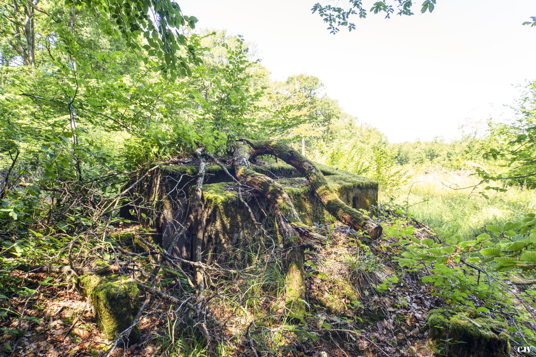 Ligne Maginot - SCHIRMENSTUDEN 7 - (Blockhaus pour arme infanterie) -                              - Lia VERMEULEN