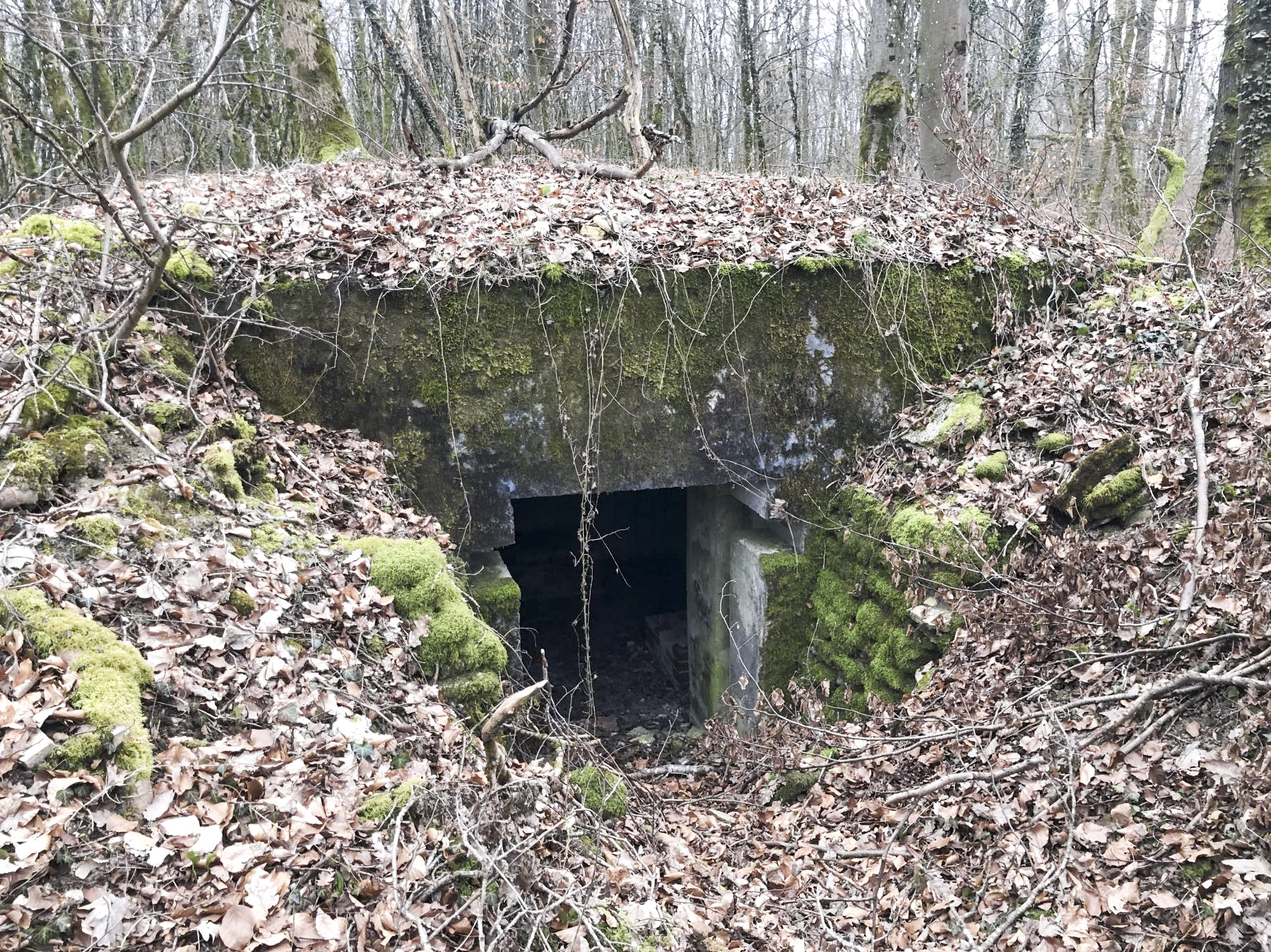 Ligne Maginot - Ab38 - BOIS de LAUDREFANG 6 (Blockhaus pour canon) -  - Claude Zimmermann 