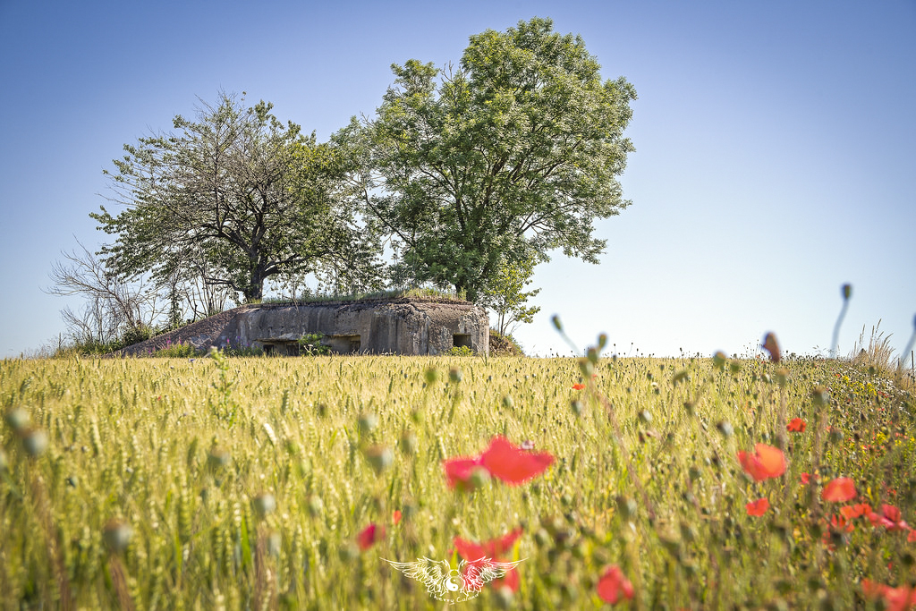 Ligne Maginot - MB9 - HARNEVAUX - (Blockhaus pour canon) -  - Thierry Caland
