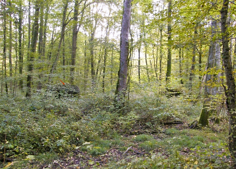 Ligne Maginot - MBA6 - (Blockhaus pour arme infanterie) - Les deux boucliers cachés dans le foret - Jean-Louis AUBLET & Sylvie MAINGUIN