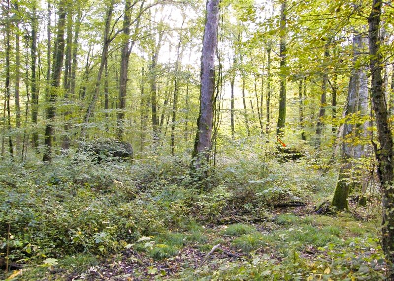 Ligne Maginot - MBA7 - (Blockhaus pour arme infanterie) - Les deux boucliers cachés dans le foret - Jean-Louis AUBLET & Sylvie MAINGUIN