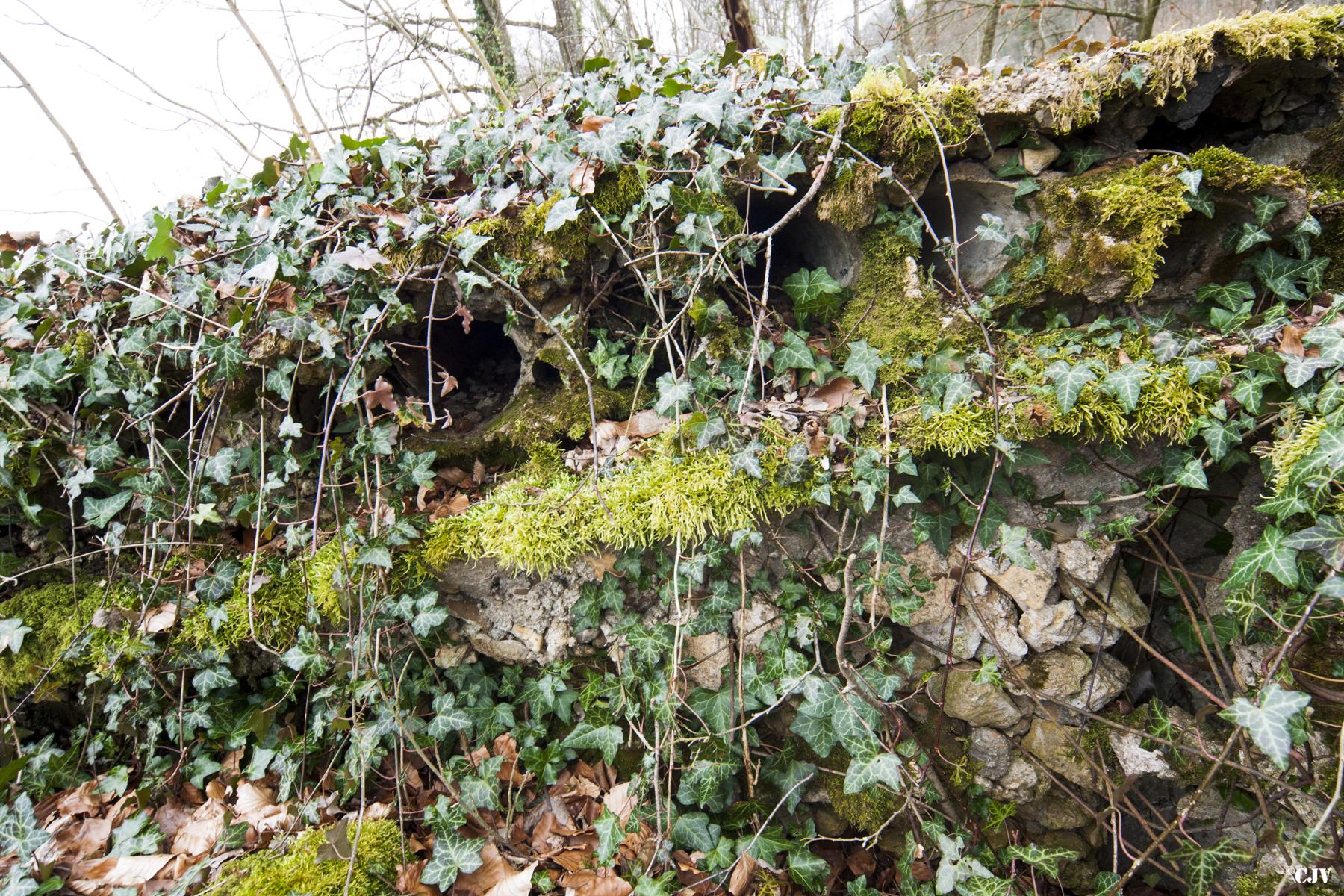 Ligne Maginot - MBO5 - (Blockhaus pour canon) - Detail du toit, les rondins sont pourris - Lia VERMEULEN