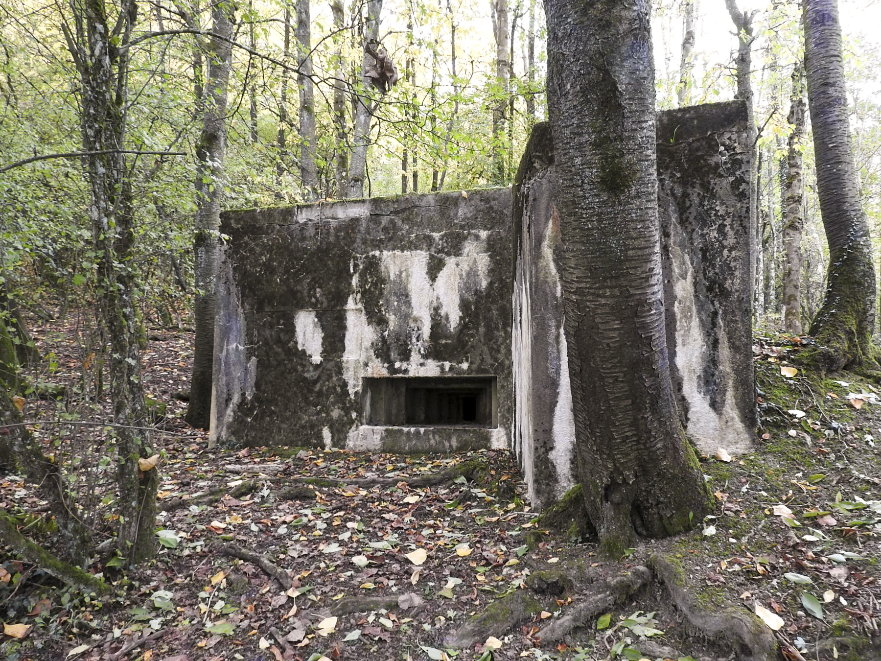 Ligne Maginot - WELSCHBRUCH CENTRE - (Blockhaus pour arme infanterie) -  - STENGER Mathieu