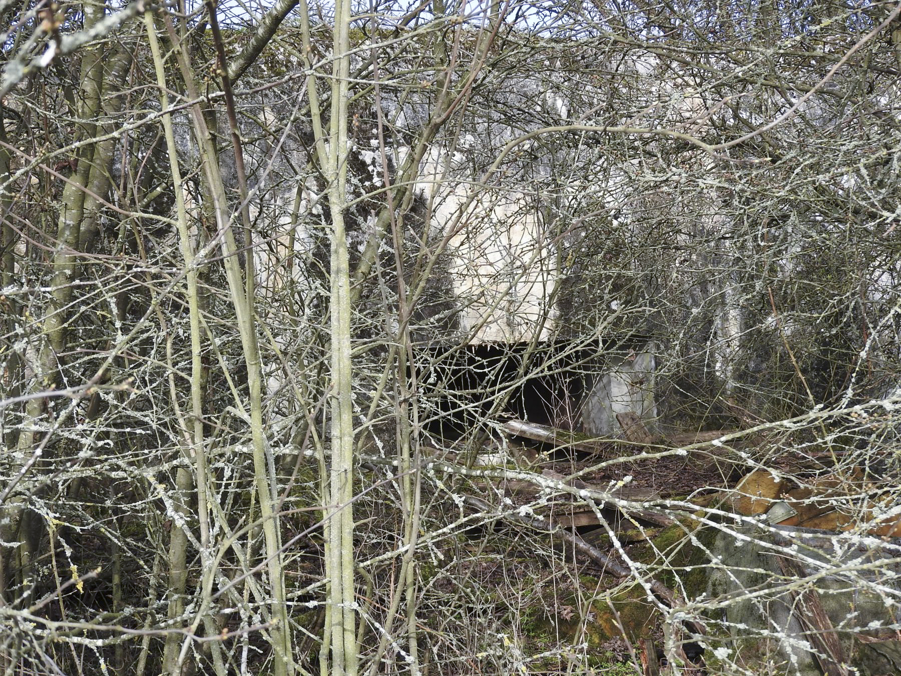 Ligne Maginot - PONTPIERRE NORD 2 - (Blockhaus pour arme infanterie) - La façade de tir à peine visible dans la broussaille. - STENGER Mathieu