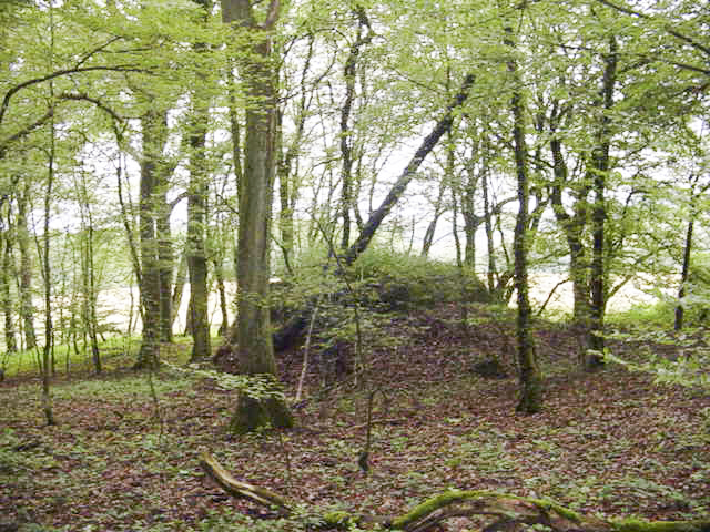 Ligne Maginot - M65B - BOIS DE BRILL 1 - (Blockhaus pour arme infanterie) - Vue générale: on voit nettement la lisière du bois de Brill - BERTHIER jean