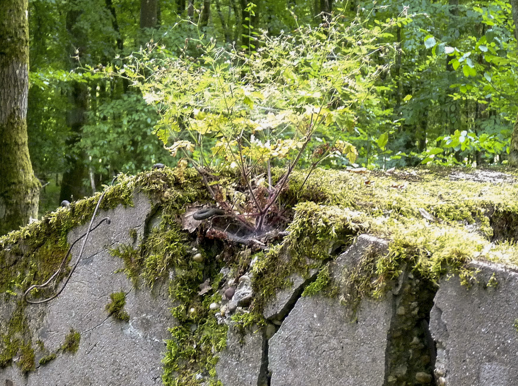 Ligne Maginot - M1B - TAUBRUNNENWALD - (Blockhaus pour arme infanterie) -  - Sylvie Laure LAMBERT