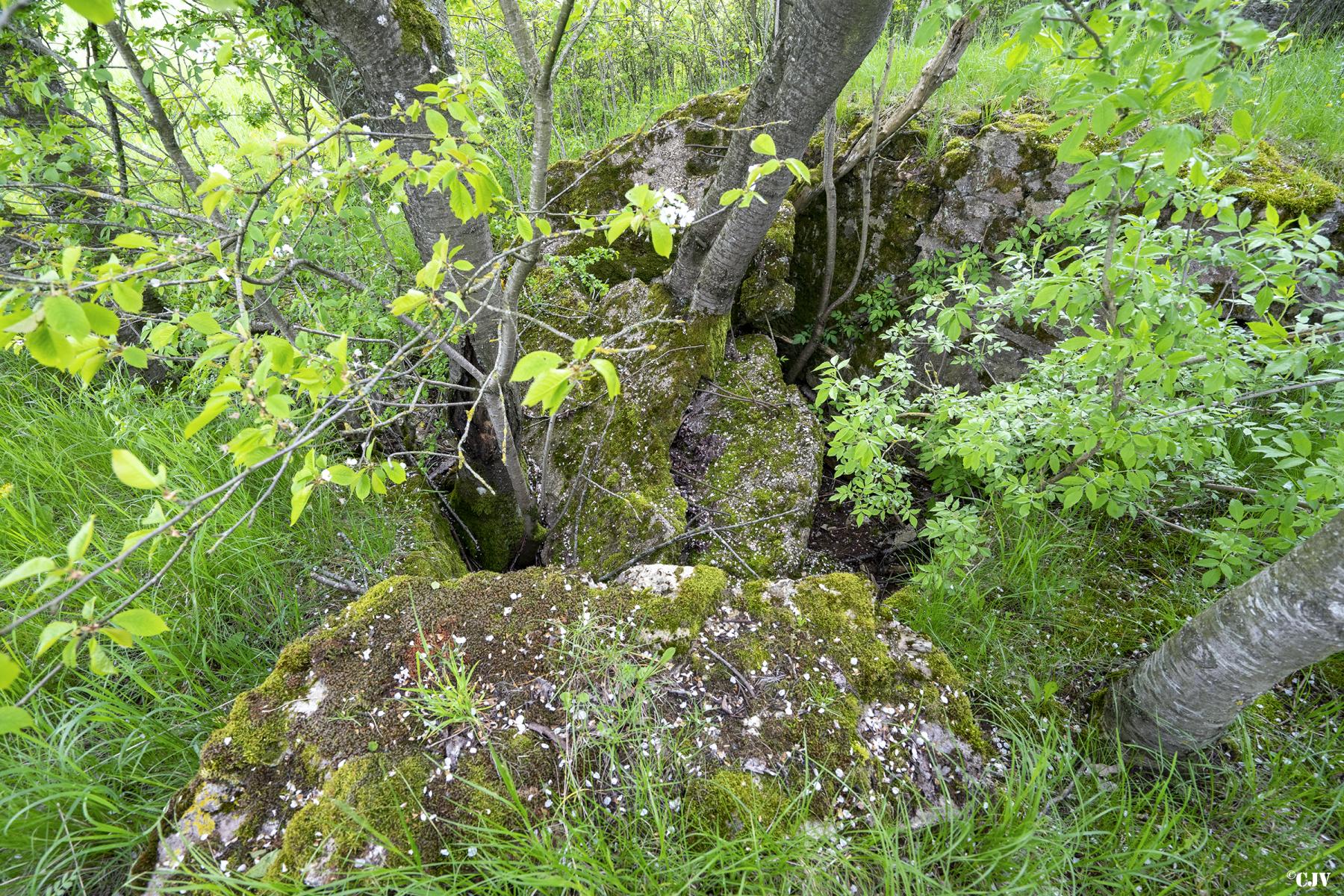 Ligne Maginot - KNOPP 6 - (Blockhaus de type indéterminé) - Les ruines du blockhaus - Lia VERMEULEN