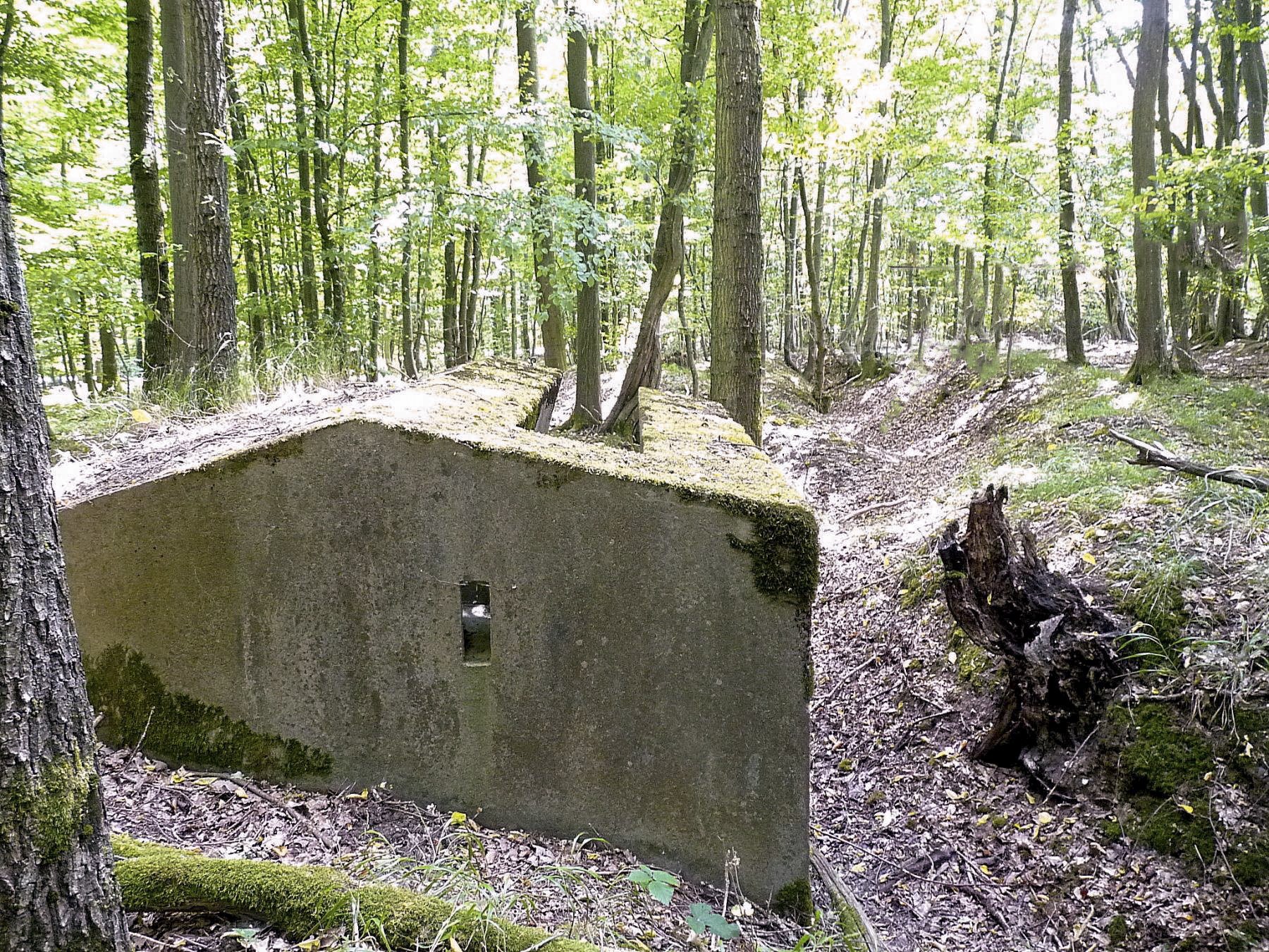 Ligne Maginot - TAUBRUNNENWALD 1 - (Blockhaus pour arme infanterie) - Le réseau de tranchées - Sylvie Laure LAMBERT