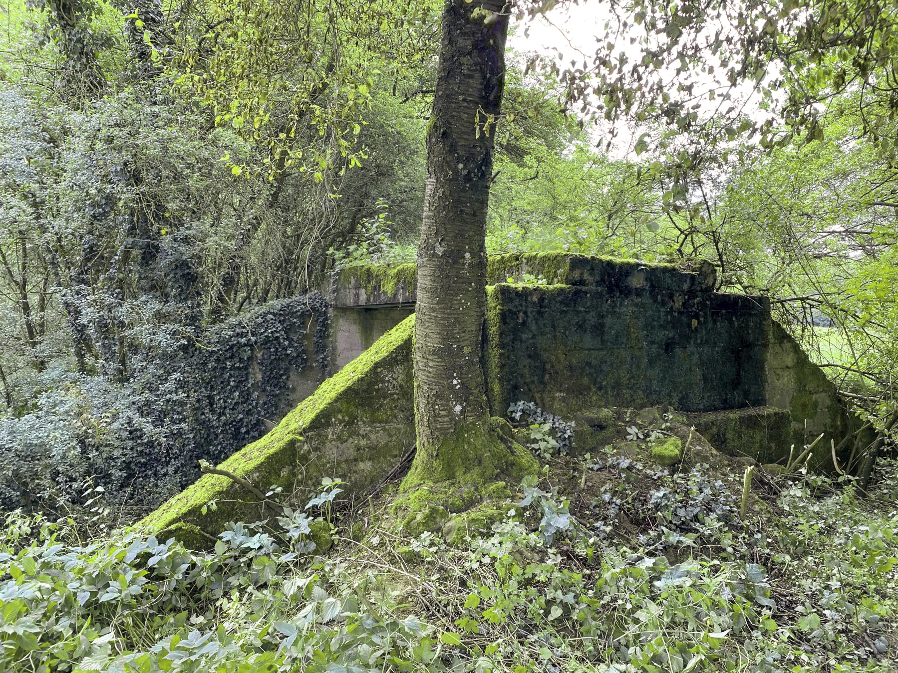 Ligne Maginot - VF60 - ANTENNE DE L'OUVRAGE DE SCHOENENBOURG - (RESEAU - Voie 60 - Antenne ou rocade ferroviaire) - 22 - PONT sur le BIRLENBAECHEL
Le pont vu coté Soultz. Le talus a été supprimé par l'agriculteur - Pascal Lambert