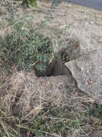 Ligne Maginot - 32T - (Chambre de coupure) - Trappe d'accès, arrachée de ses gonds.