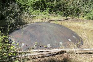 Ligne Maginot - KOBENBUSCH  - A13 - (Ouvrage d'artillerie) - Bloc 5
La tourelle partiellement noyée dans la végétation