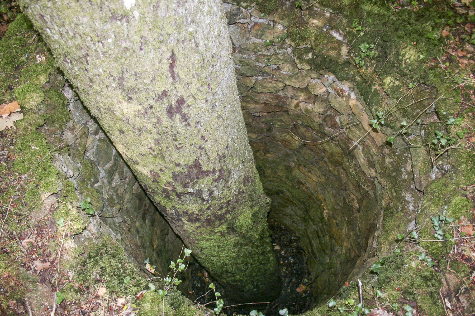 Ligne Maginot - MOLVANGE - A9 - (Ouvrage d'artillerie) - L'un des puits sur le remblai à proximité de l'entrée des munitions, sans doute construits pour protéger l'arbre qui l'occupe. - Michel Teiten