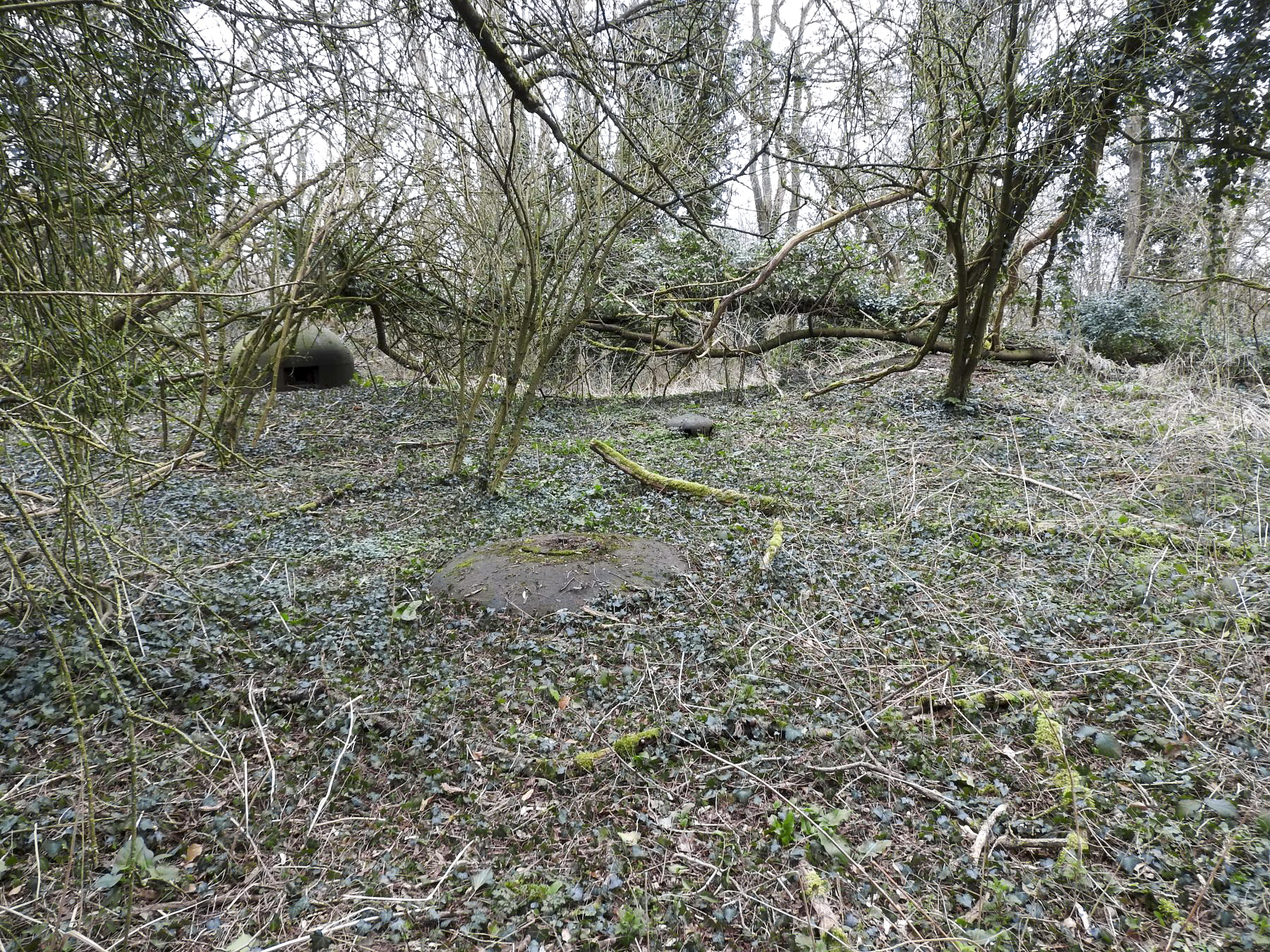 Ligne Maginot - BILLIG - A18 - (Ouvrage d'artillerie) - Bloc 7
Une vue d'ensemble du bloc. La cloche VP se trouve à droite sous la branche tombée au sol - STENGER Mathieu