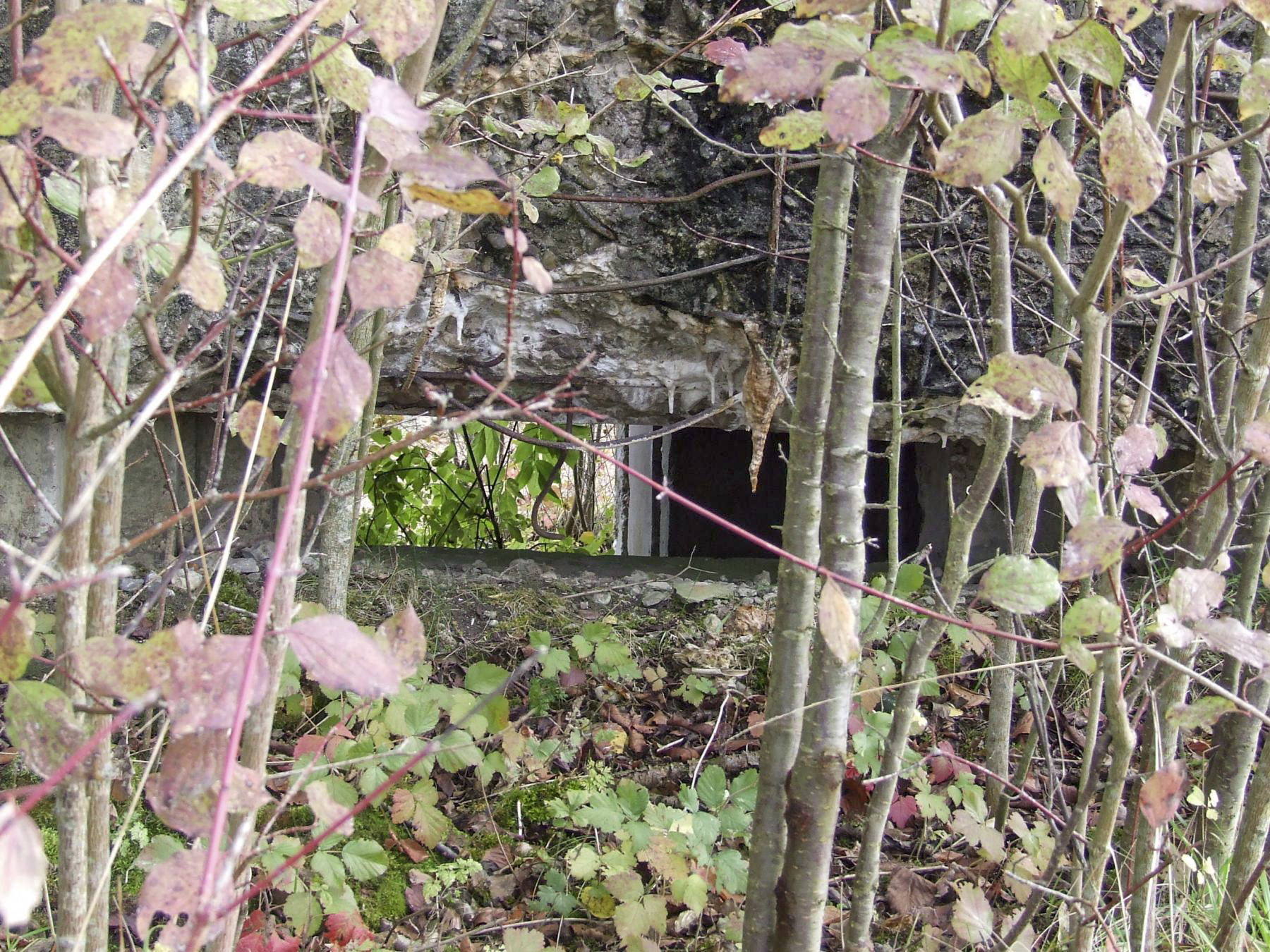 Ligne Maginot - CALVAIRE 7 - (Blockhaus pour canon) - L'embrasure à peine visible. - STENGER Mathieu