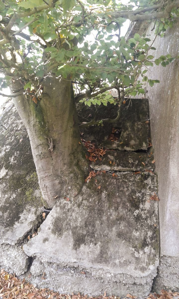 Ligne Maginot - VF60 - Antenne Métrich - Pont de la Canner n°1 
La nature reprend ses droits - Titi57