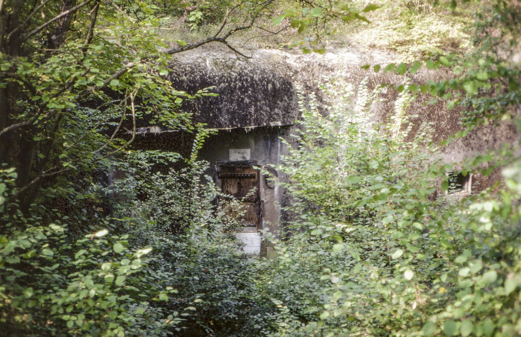 Ligne Maginot - BOIS DE CATTENOM - X14 - (Abri) - L'abri en 1982, disparaissant sous la végétation - Michel Teiten