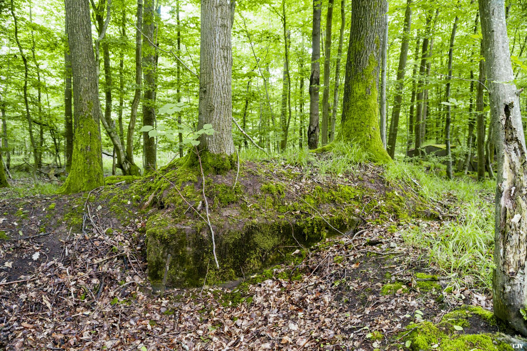 Ligne Maginot - TAUBRUNNENWALD 3 - (Abri) -             - Lia VERMEULEN