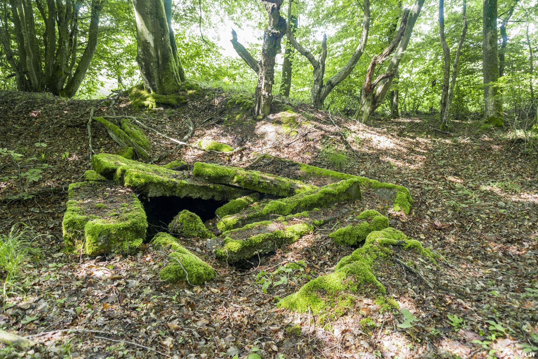 Ligne Maginot - TAUBRUNNENWALD 8 - (Blockhaus de type indeterminé) -                         - Lia VERMEULEN
