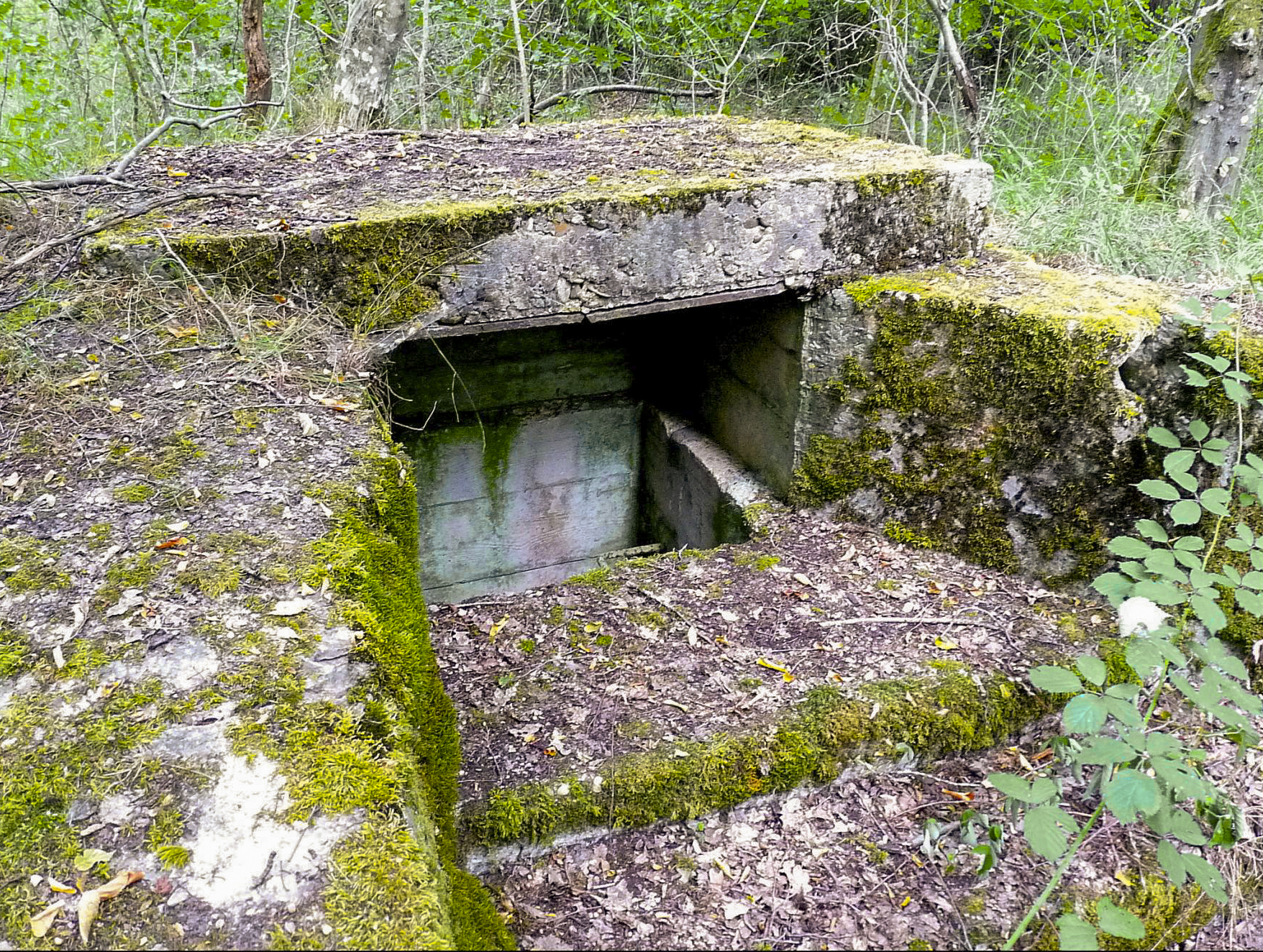 Ligne Maginot - TAUBRUNNENWALD 12 - FT - (Blockhaus pour arme infanterie) -  - Sylvie Laure LAMBERT