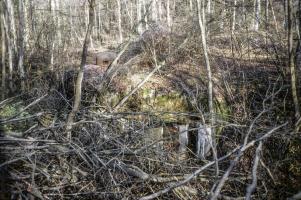 Ligne Maginot - BOIS D'ESCHERANGE - X3 (QUARTIER KANFEN - I/169°RIF) - (Abri) - En 1982 l'entrée gauche disparait sur les arbres qui viennent d'être coupés