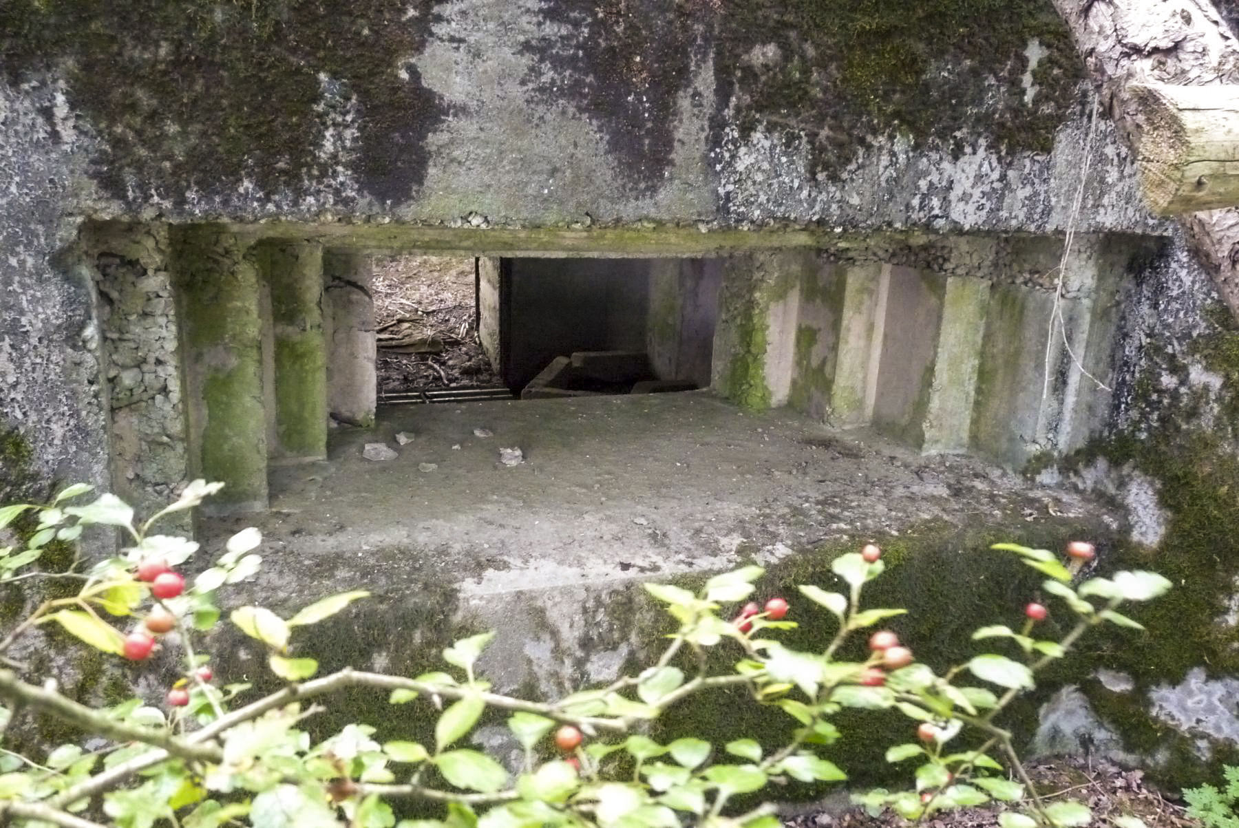 Ligne Maginot - CB309 - ZEITERHOLZ EST - (Blockhaus pour canon) -  - Sylvie Laure LAMBERT
