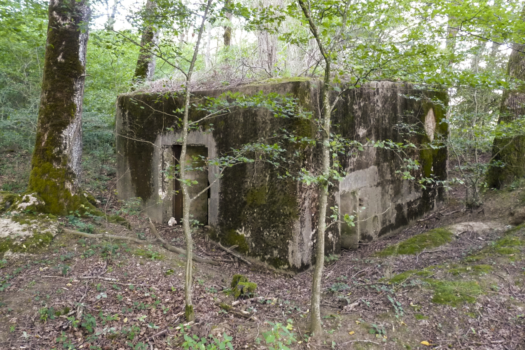 Ligne Maginot - CB309 - ZEITERHOLZ EST - (Blockhaus pour canon) -  - Sylvie Laure LAMBERT