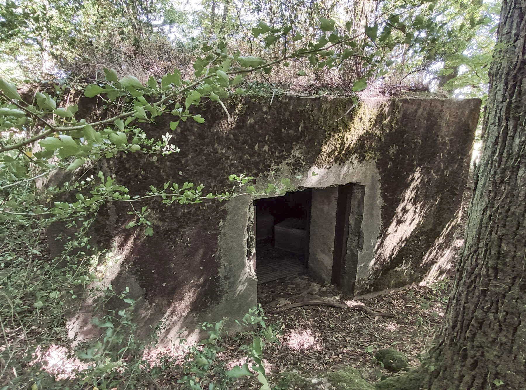 Ligne Maginot - CB309 - ZEITERHOLZ EST - (Blockhaus pour canon) - Accès arrière  - Cédric