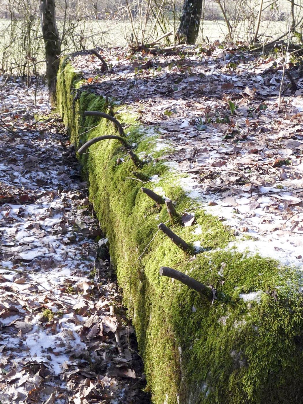 Ligne Maginot - CB256 - BOIS DE ZEITERHOLZ SUD - (Blockhaus pour canon) -  - Sylvie Laure LAMBERT