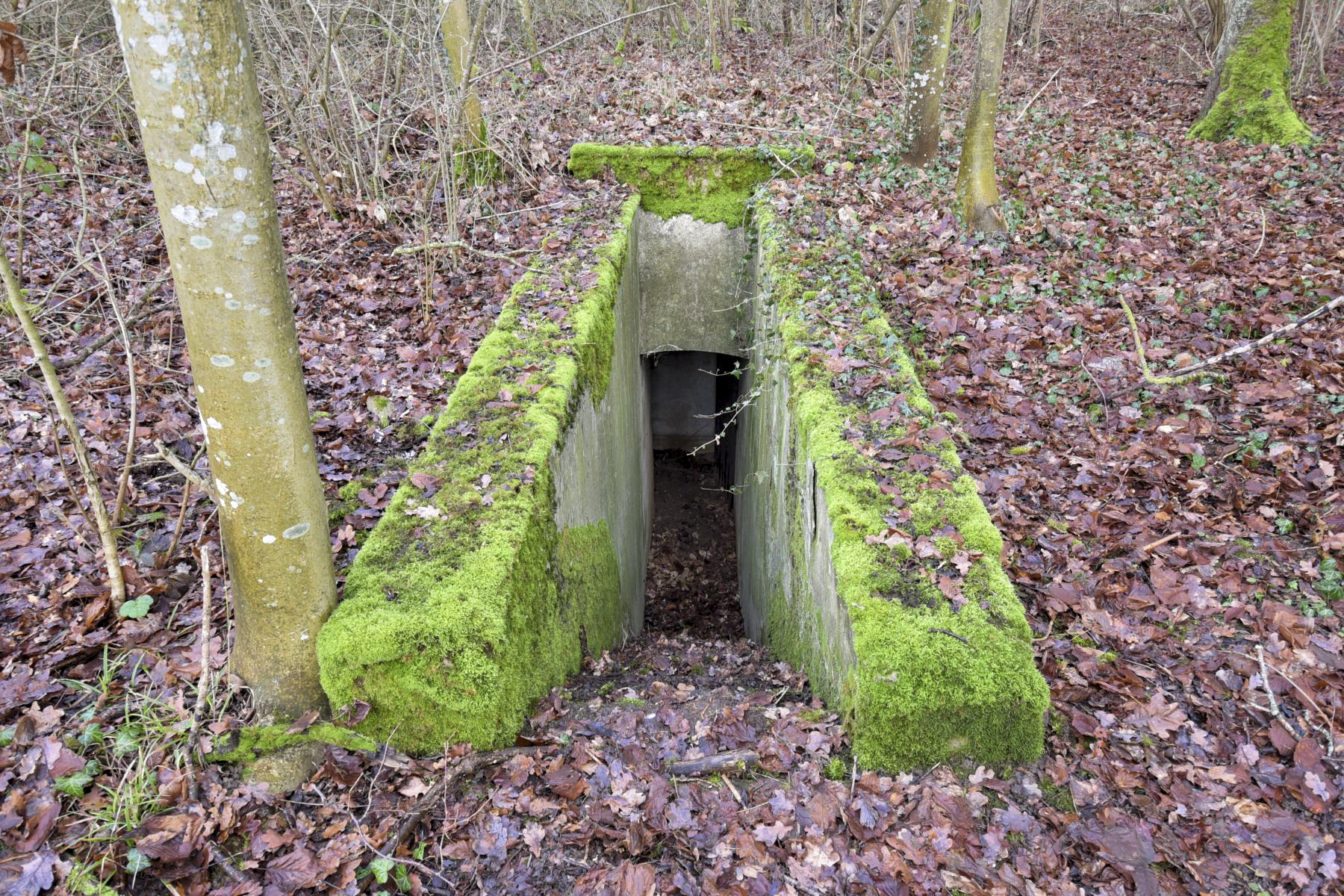 Ligne Maginot - SAINTE MARIE (168° RIF - 70° RAMF) - (PC de Sous-Secteur) - PC
L'un des accès - knapp ludovic