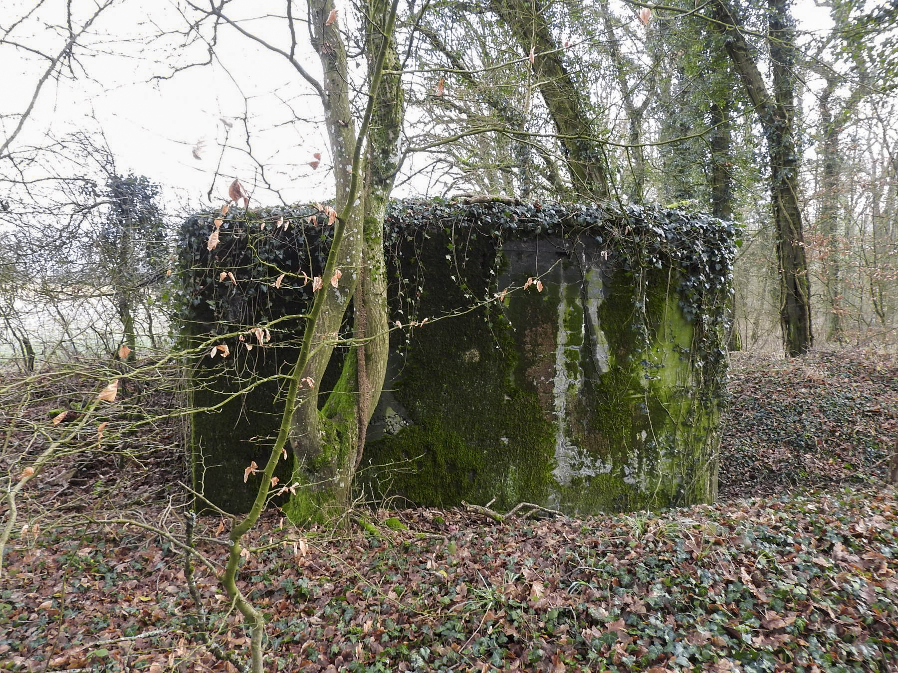 Ligne Maginot - BB21-D - GRESSES WALD - (Blockhaus pour arme infanterie) - Le blockhaus en 2022. - STENGER Mathieu