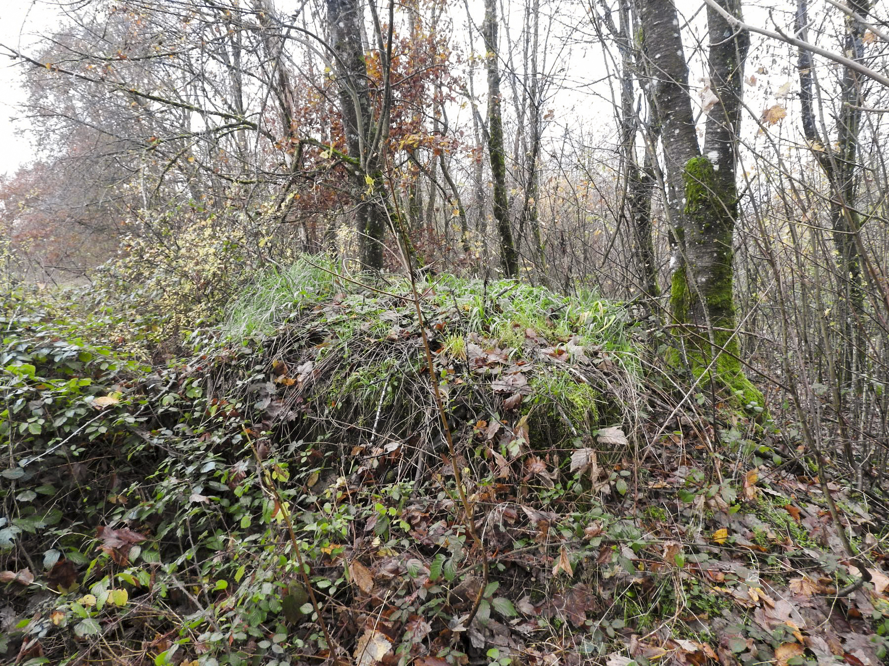 Ligne Maginot - LEGERET NORD 6 - (Blockhaus pour arme infanterie) - Le blockhaus est peu visible sous la broussaille et les débris végétaux. - STENGER Mathieu