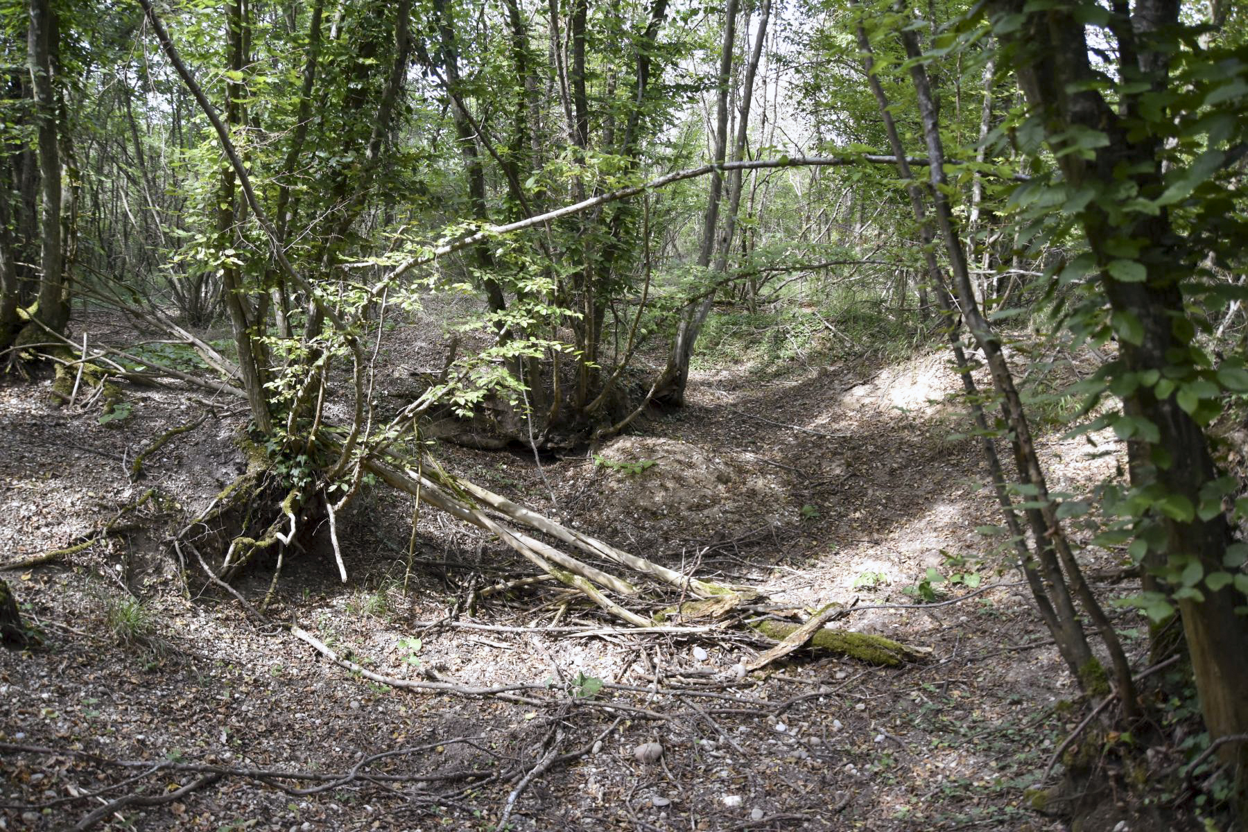 Ligne Maginot - HARDTWALD 3 - (Position d'artillerie préparée) - Emplacement le plus au sud - D.Froehly