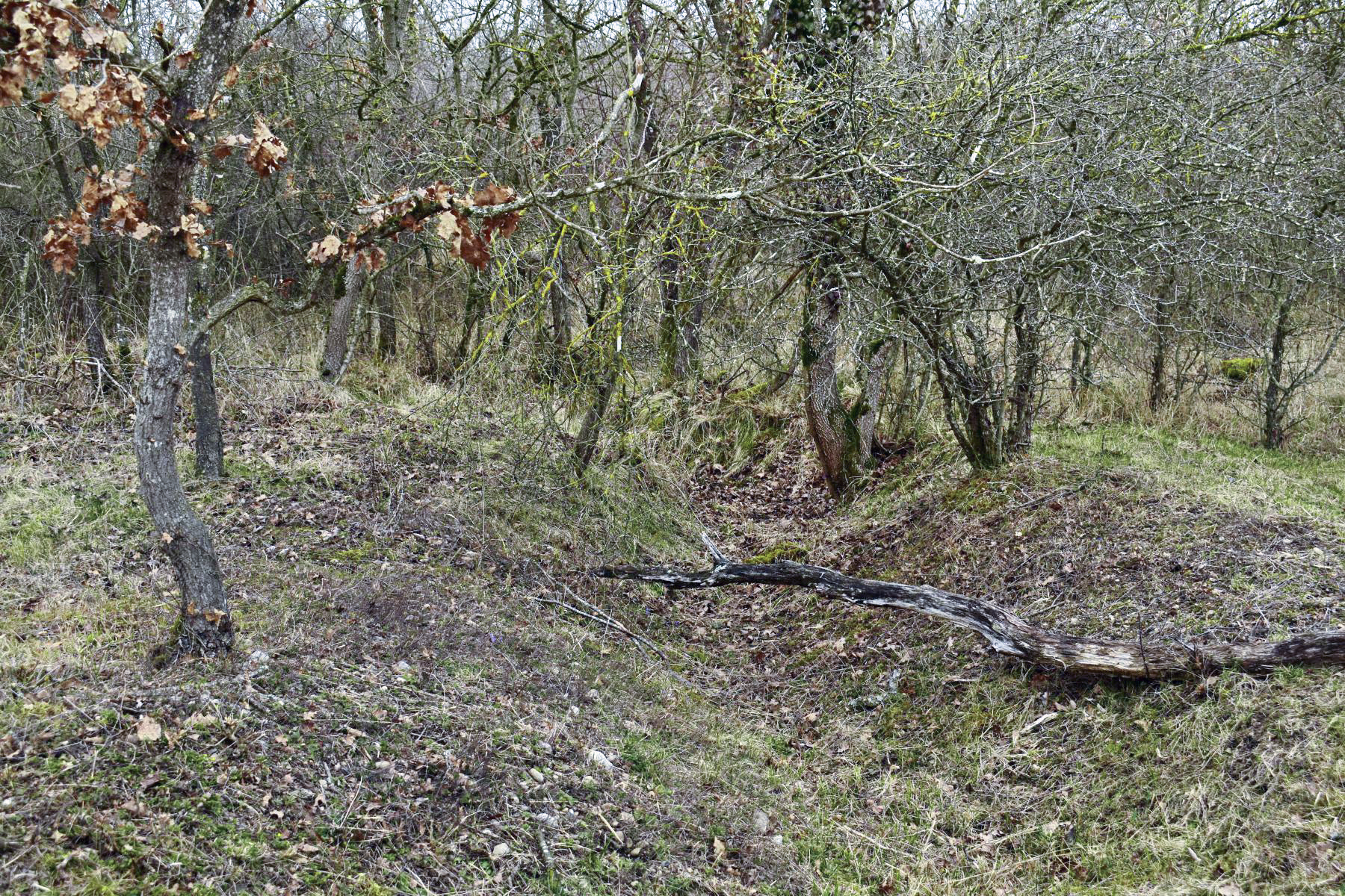Ligne Maginot - HARDTWALD 3 - (Position d'artillerie préparée) - Tranchée donnant accès à la voie de 60.  - D.Froehly