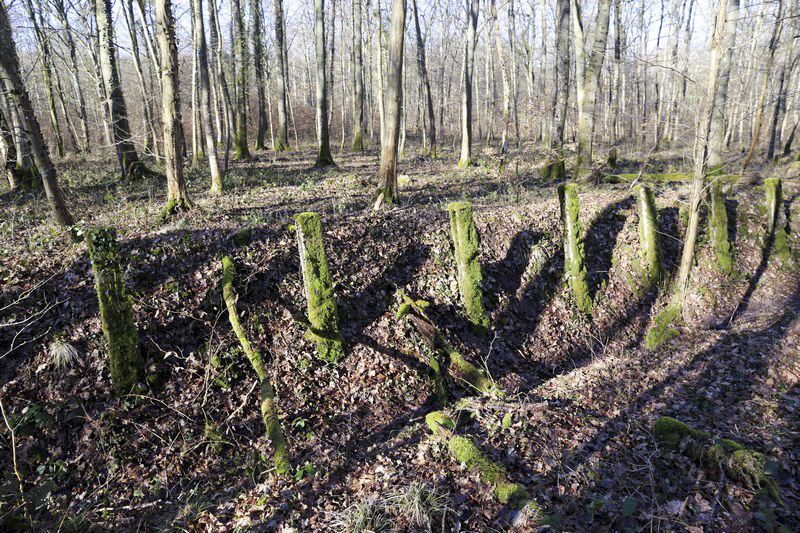 Ligne Maginot - MOORBUSCH - (Obstacle antichar) - Les restes du fossé. - Alain Perouffe