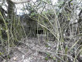 Ligne Maginot - DORFWIESE 4 - (Blockhaus pour arme infanterie) - Le créneaux visible à travers les broussailles.