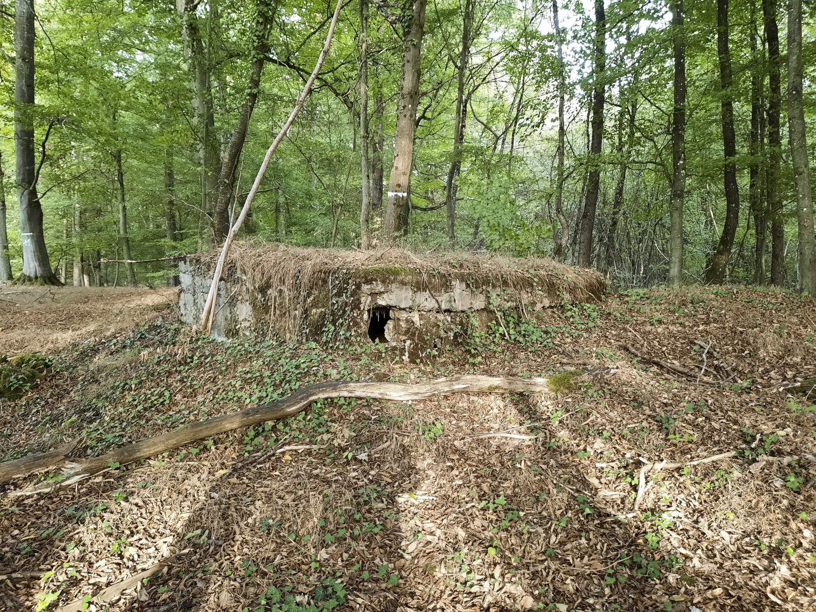 Ligne Maginot - BOIS SACKER - (Abri) -  - Rémi Virtt