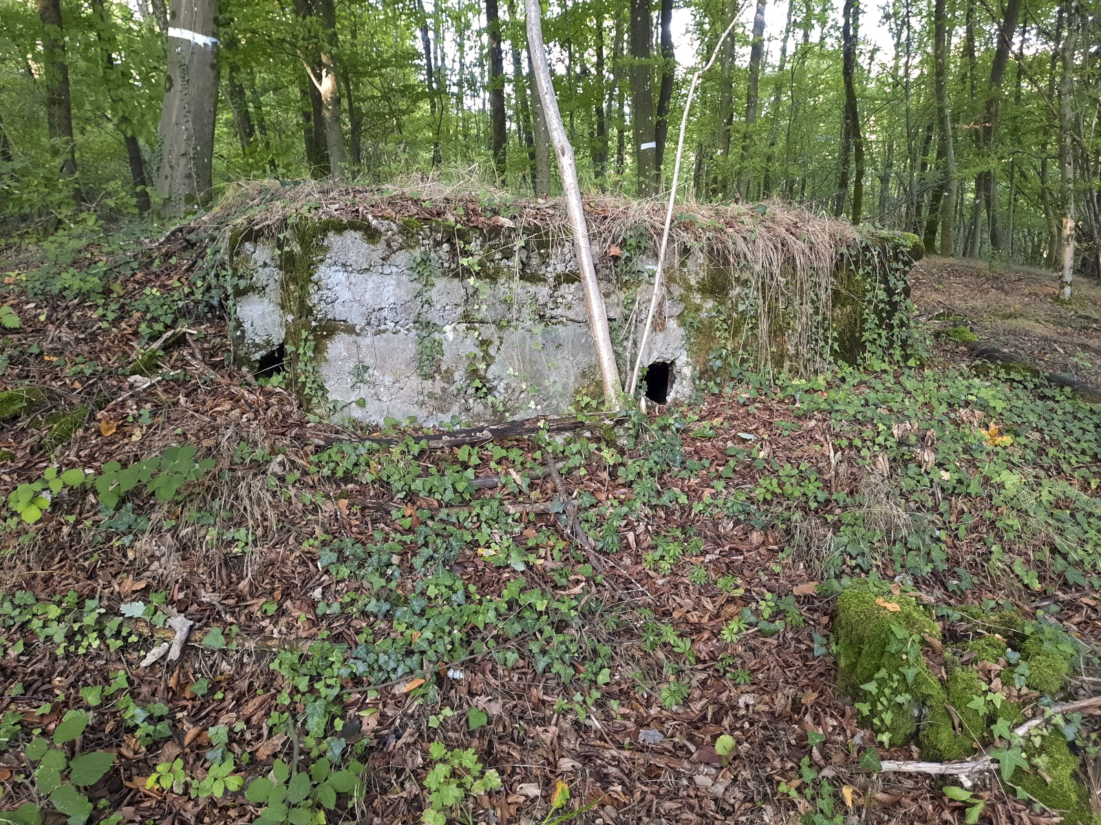 Ligne Maginot - BOIS SACKER - (Abri) -  - Rémi Virtt