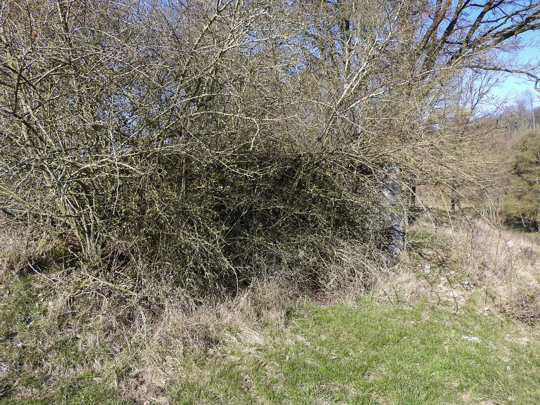 Ligne Maginot - MUEHLENBACH 7 - (Blockhaus pour canon) - La façade de tir est invisible derrière des broussailles. - STENGER Mathieu