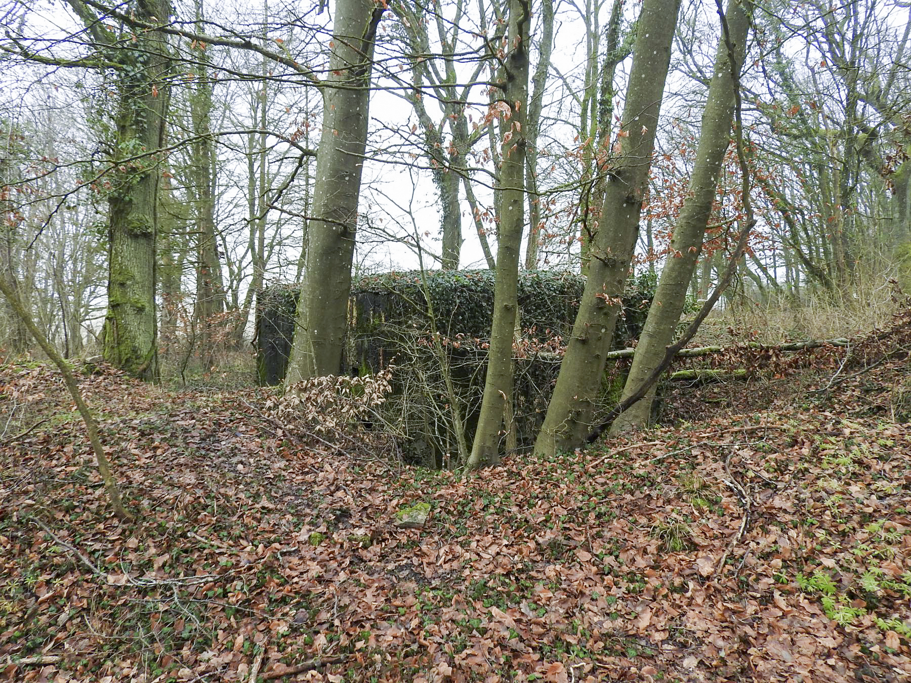 Ligne Maginot - ALTCOUPE - (Blockhaus pour arme infanterie) - L'environnement du blockhaus - STENGER Mathieu