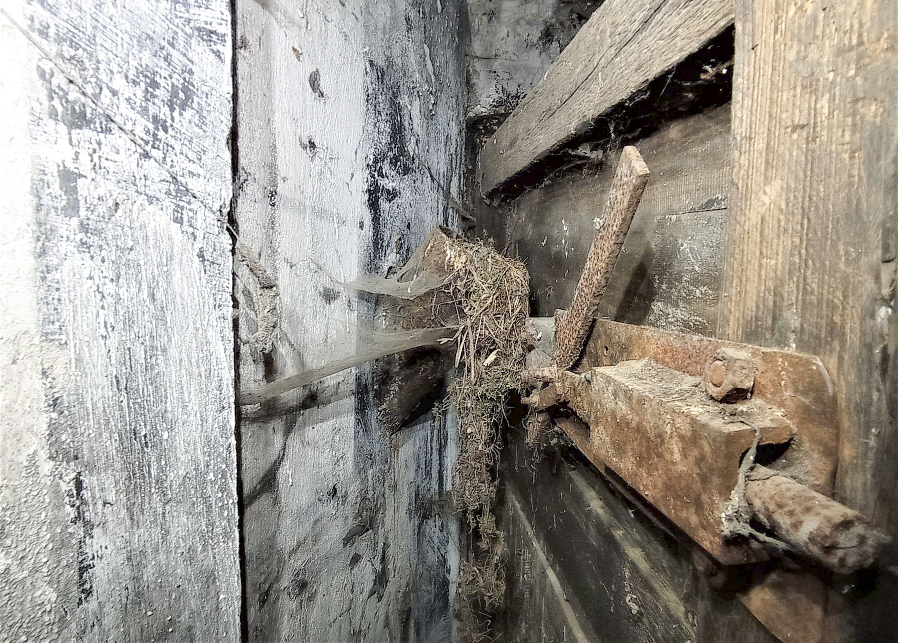 Ligne Maginot - BETTELSTOCK - (Blockhaus pour canon) - L'entrée homme et une goulotte à grenade occupée par un habitant - Baptiste GAUDIN