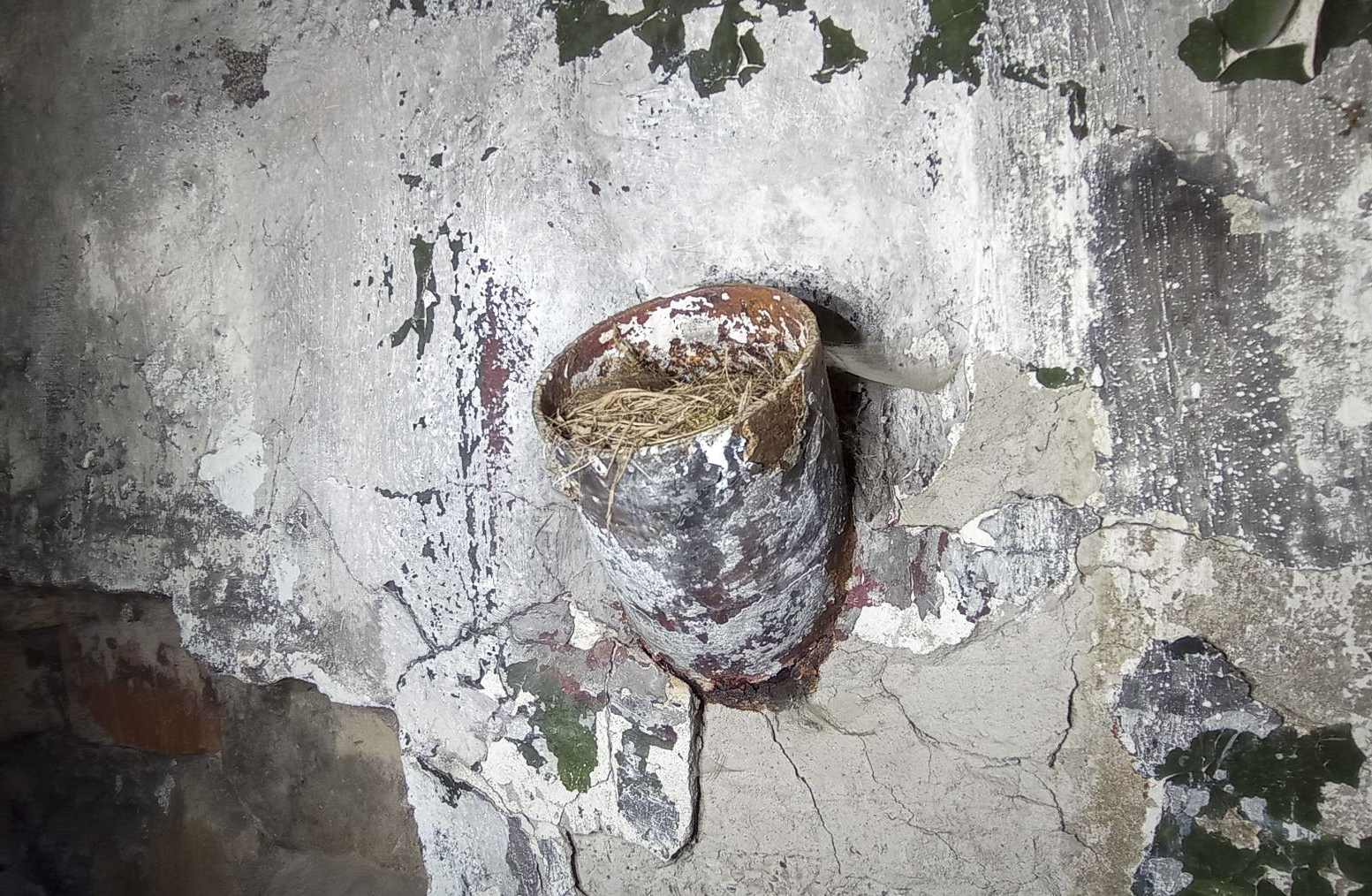 Ligne Maginot - BETTELSTOCK - (Blockhaus pour canon) - Goulotte à grenade occupée par un habitant - Baptiste GAUDIN
