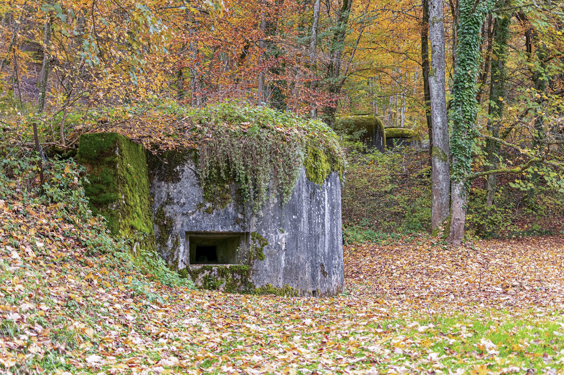 Ligne Maginot - OLTINGUE NORD 1 - (Blockhaus pour arme infanterie) -  - David Palmer