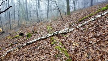 Ligne Maginot - HOCHWALD (FOSSé ANTICHAR DU) - (Obstacle antichar) - Un mur de soutènement perpendiculaire au fossé, entre les casemates C9 et C8