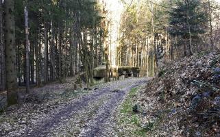 Ligne Maginot - SAEGEMUHLE - (Blockhaus pour arme infanterie) - Le blockhaus vu depuis le vallon de Guensthal, à l'ouest