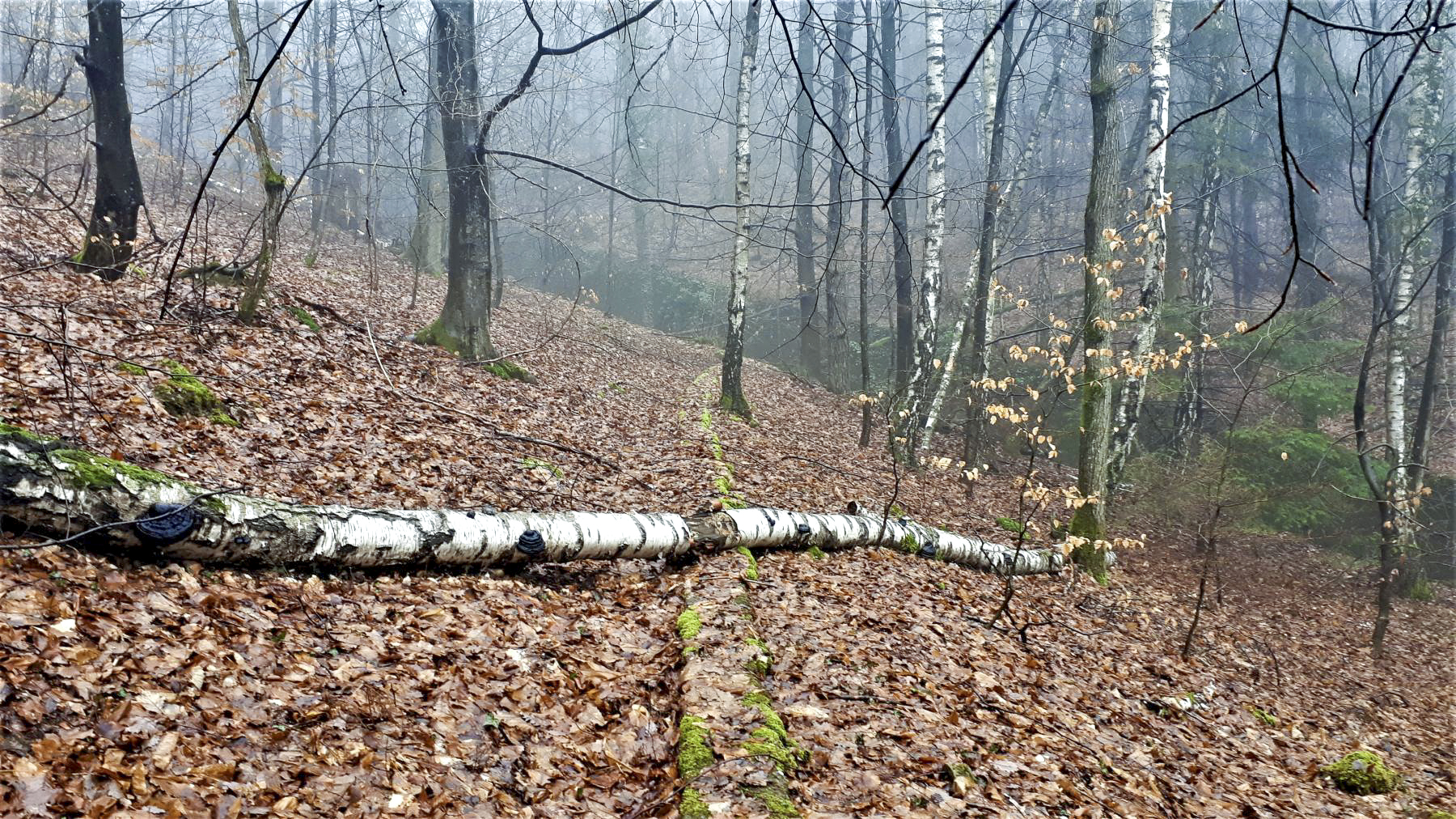 Ligne Maginot - HOCHWALD (FOSSé ANTICHAR DU) - (Obstacle antichar) - Un mur de soutènement perpendiculaire au fossé, entre les casemates C9 et C8 - Gregory Fuchs